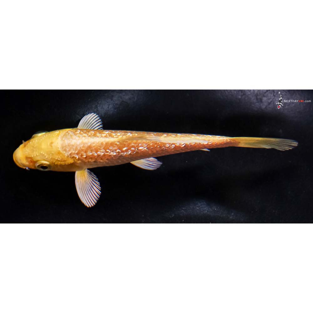 4” Imported Gin Rin Yamabuki Ogon