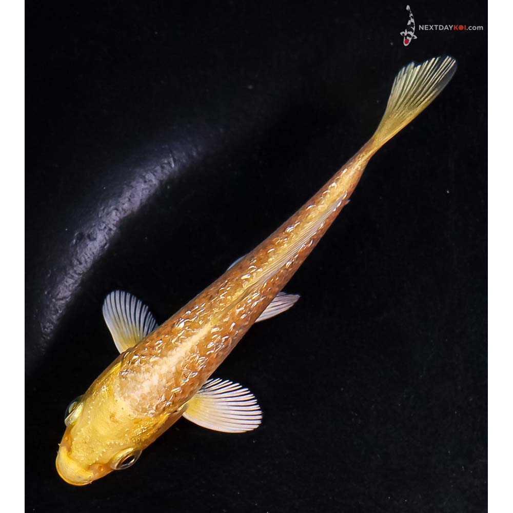 4” Imported Gin Rin Yamabuki Ogon