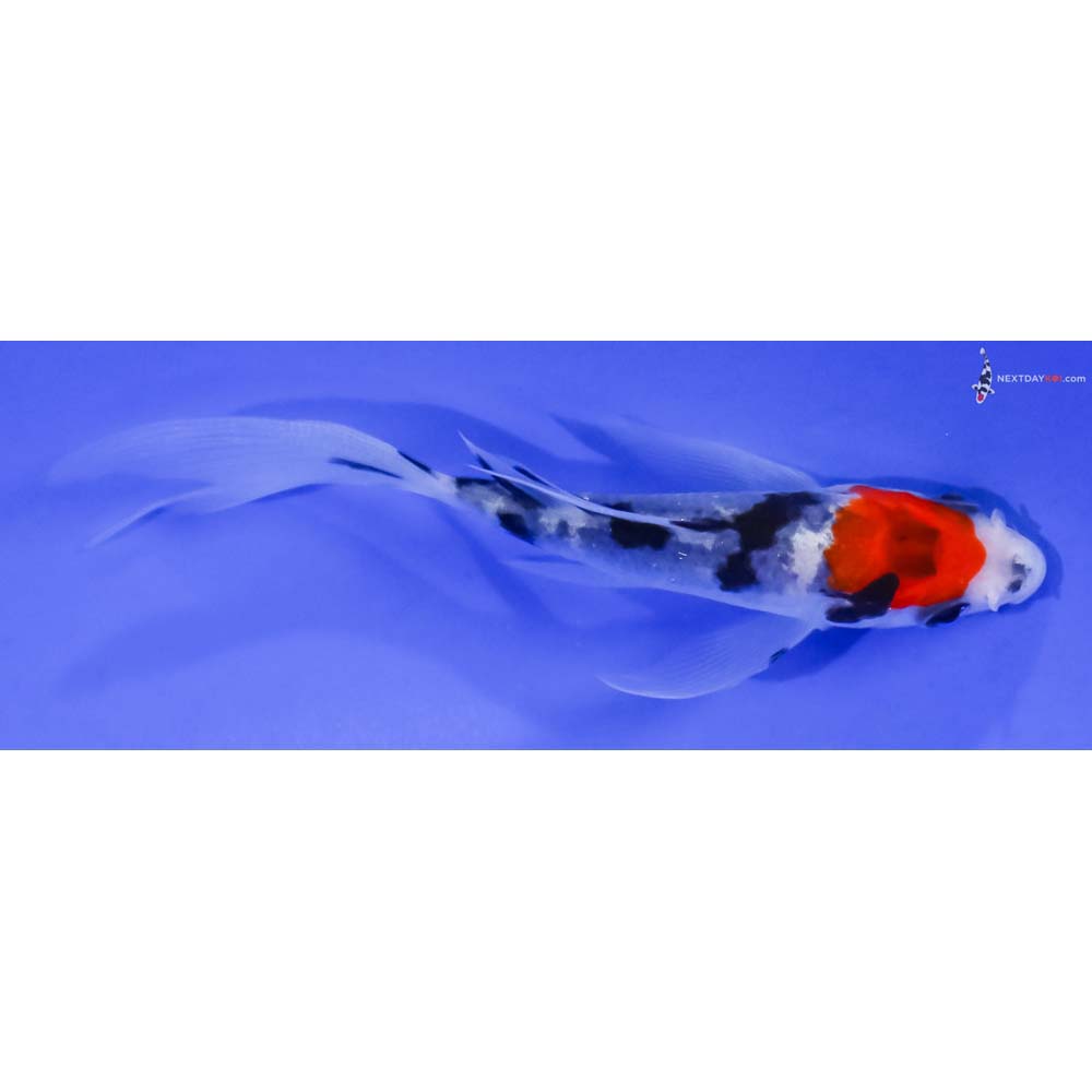 3.5” Imported Sanke Butterfly Koi