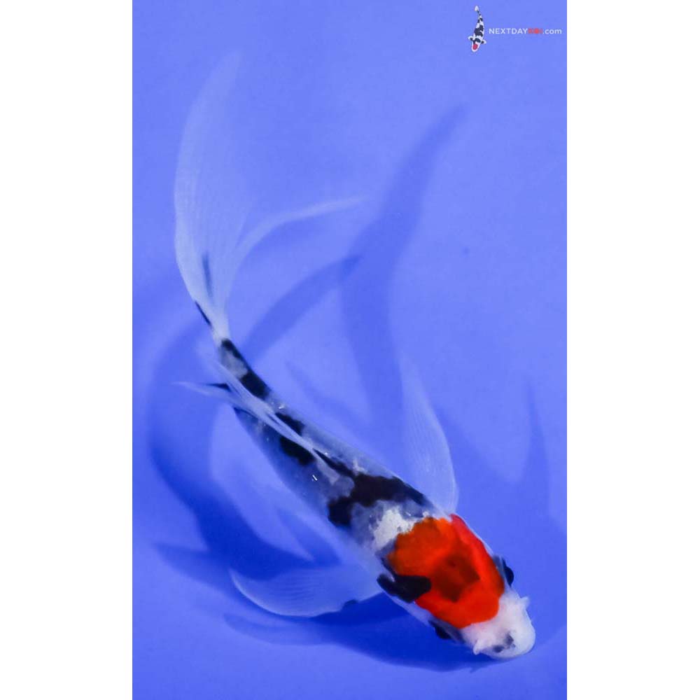 3.5” Imported Sanke Butterfly Koi