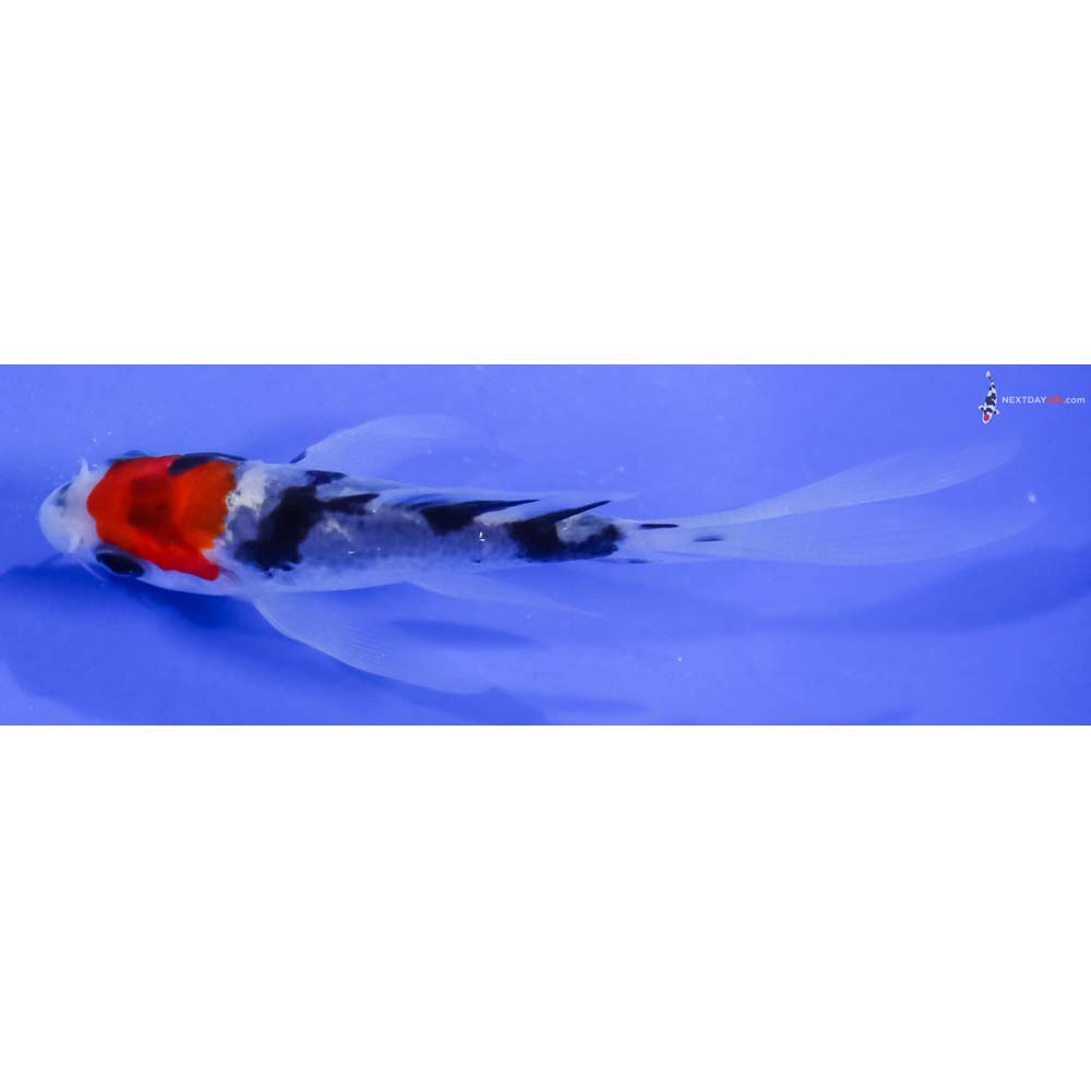 3.5” Imported Sanke Butterfly Koi