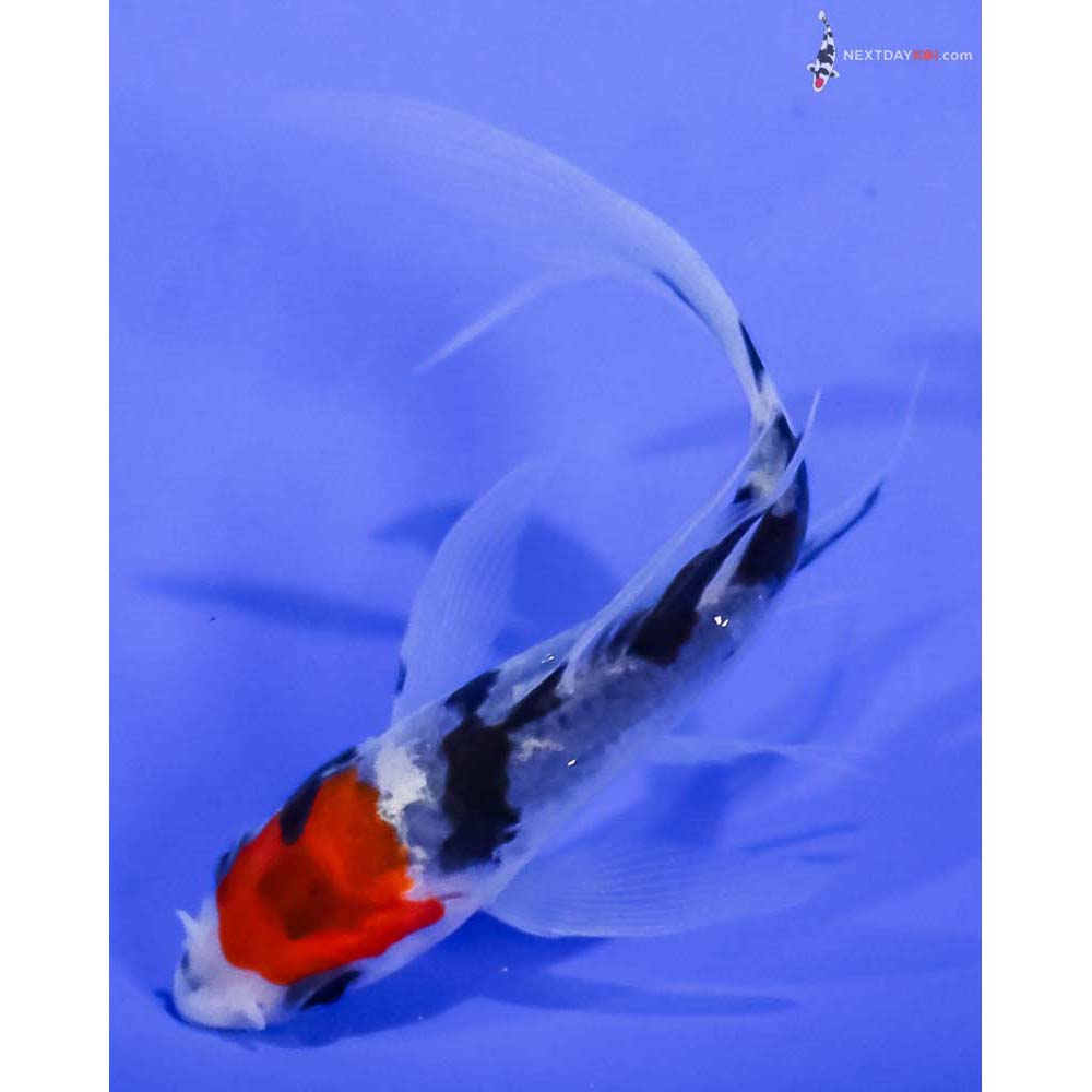 3.5” Imported Sanke Butterfly Koi