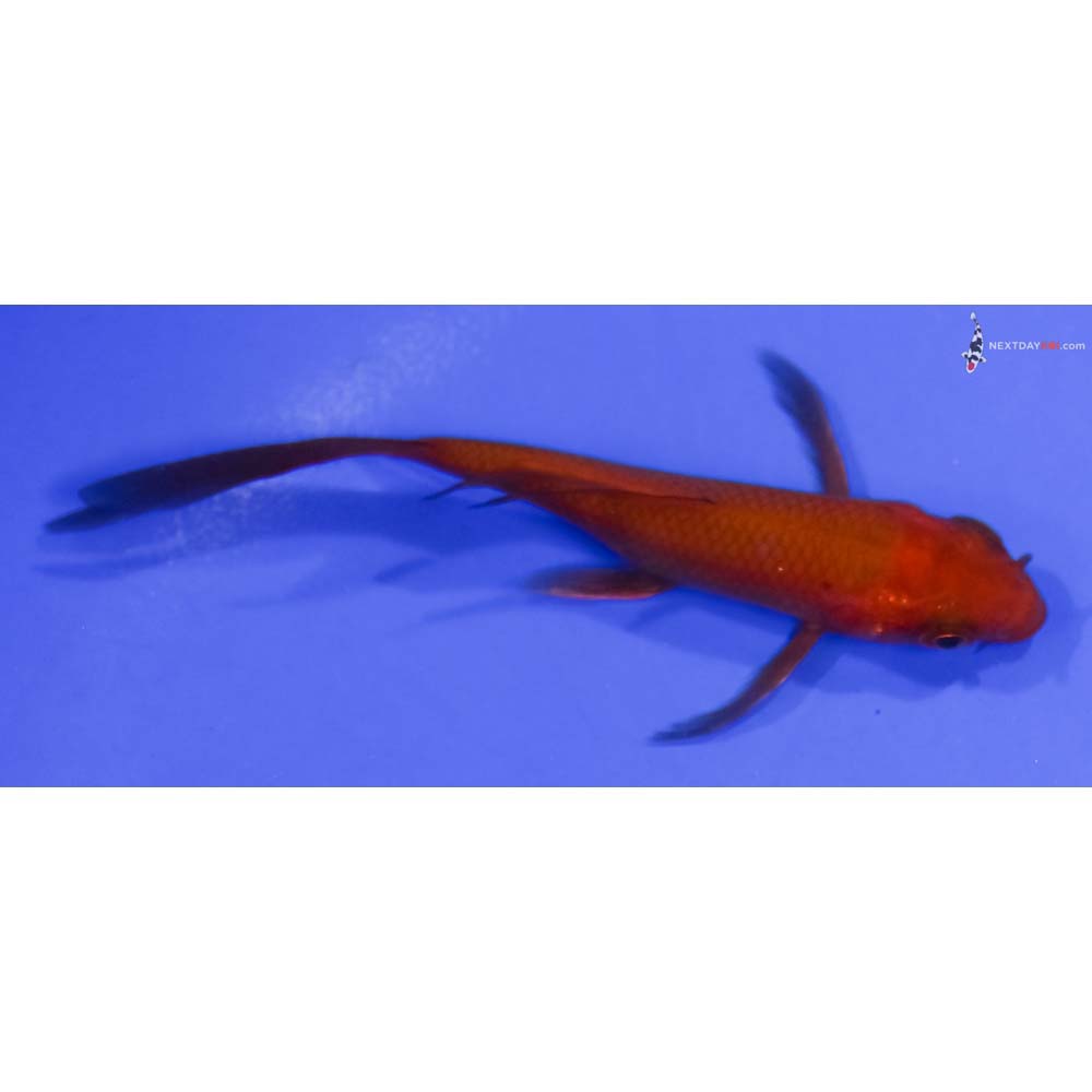 4” Imported Chagoi Butterfly Koi
