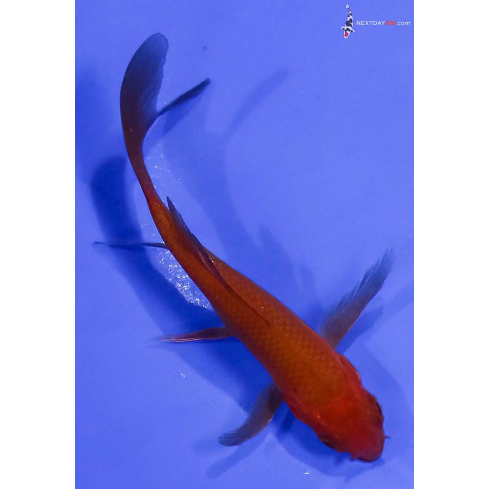 4” Imported Chagoi Butterfly Koi