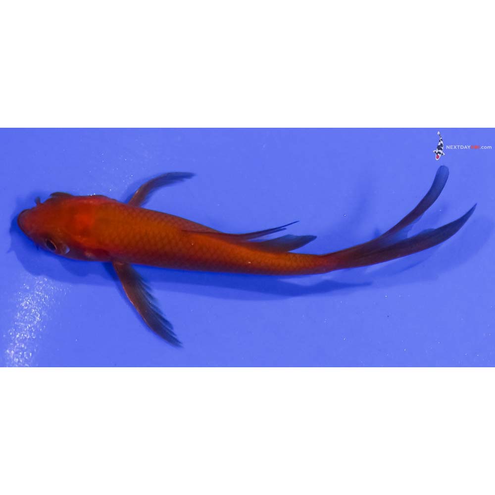 4” Imported Chagoi Butterfly Koi