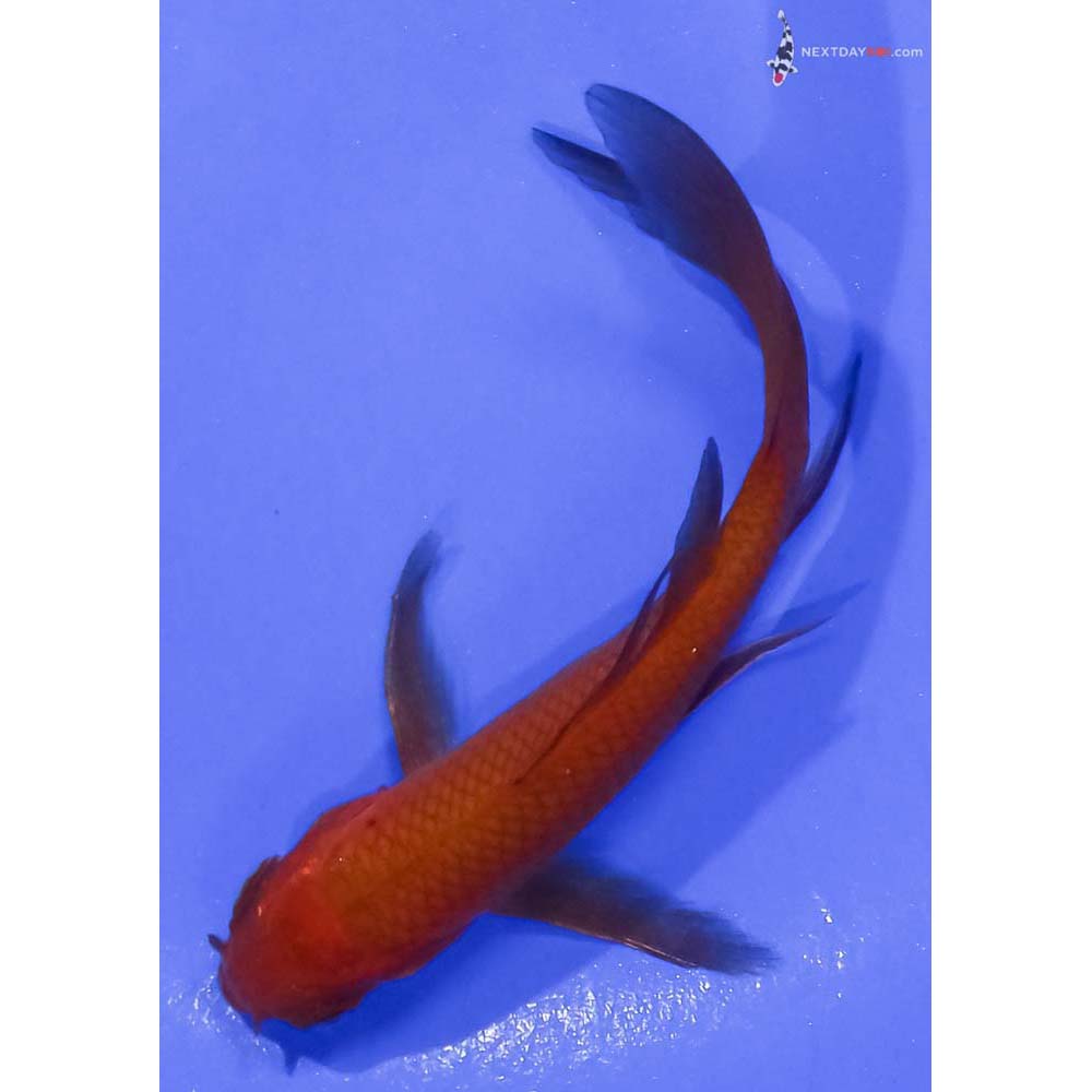 4” Imported Chagoi Butterfly Koi