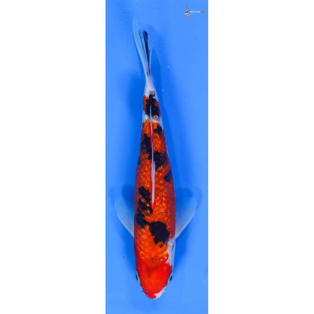 7.5” Imported Gin Rin Sanke