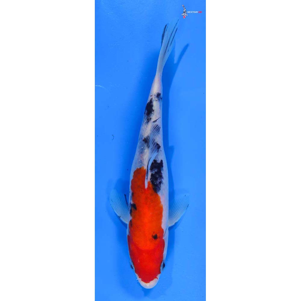 7.5” Imported Sanke