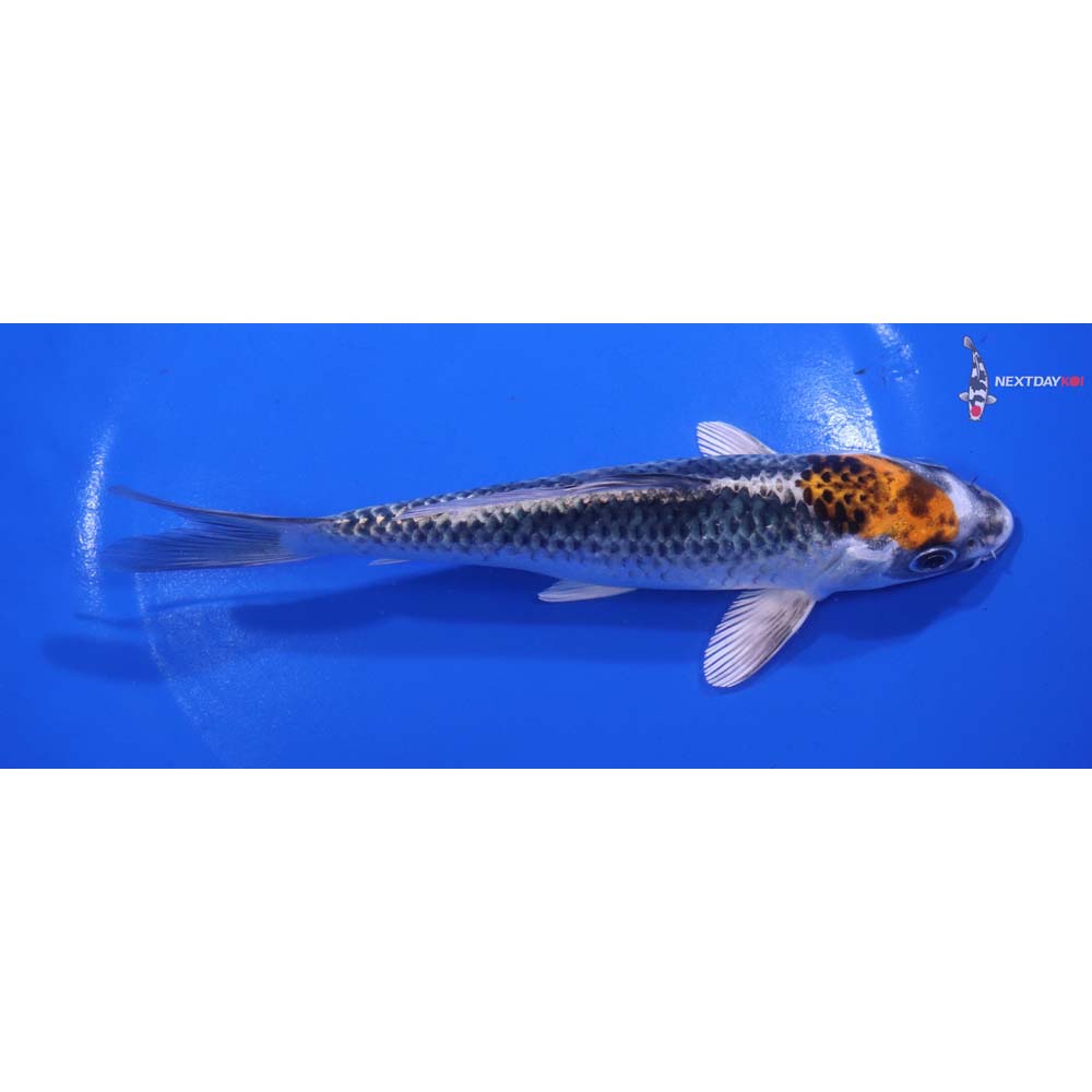 6.5” Imported Kujaku
