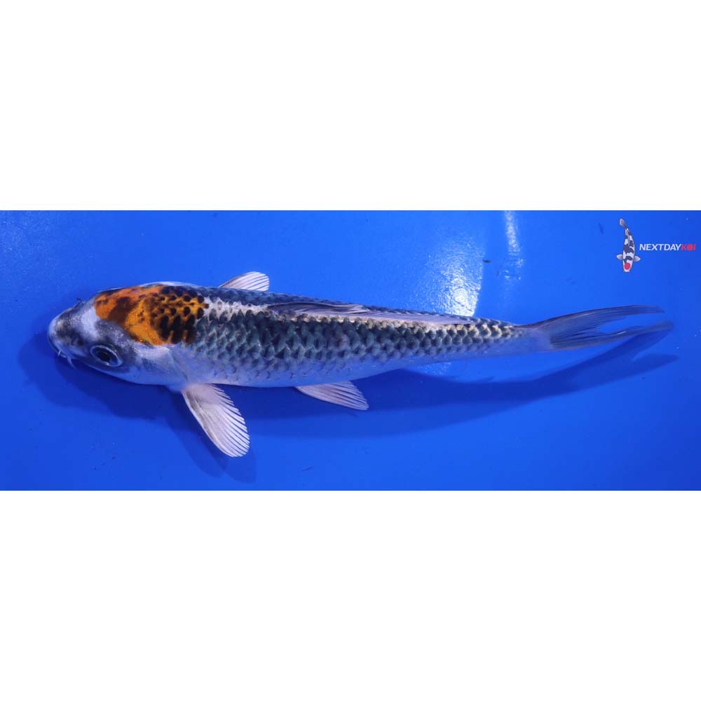 6.5” Imported Kujaku