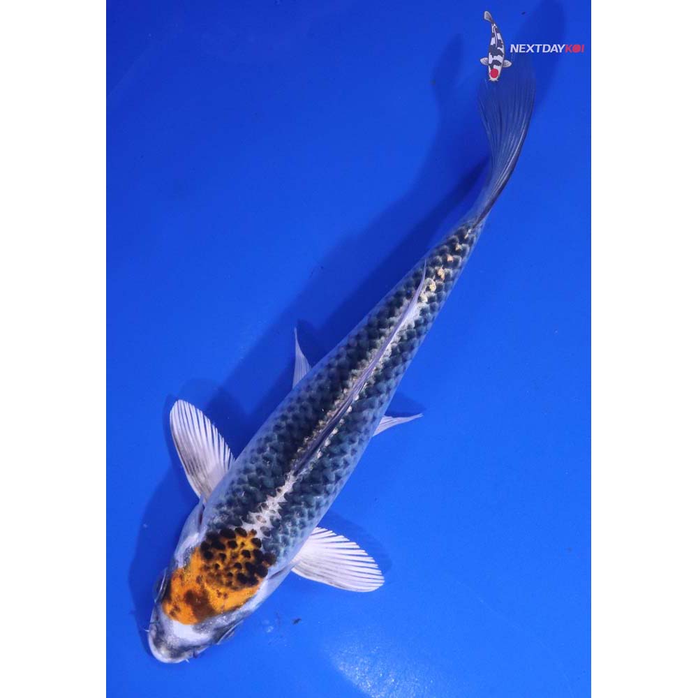 6.5” Imported Kujaku