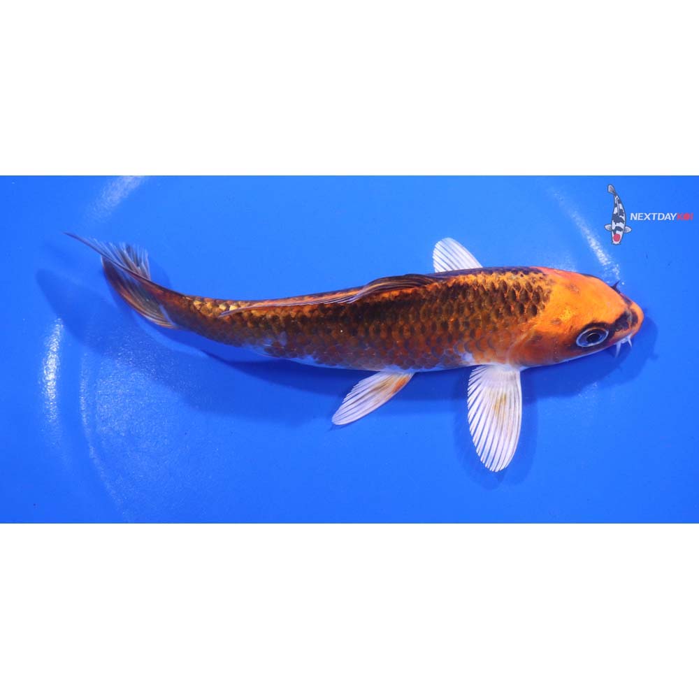 6.5” Imported Kujaku