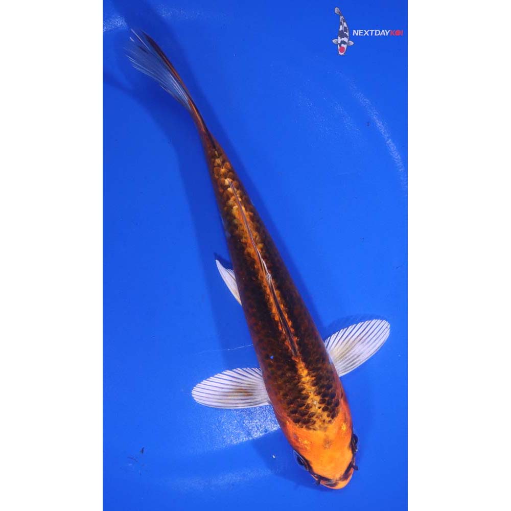 6.5” Imported Kujaku