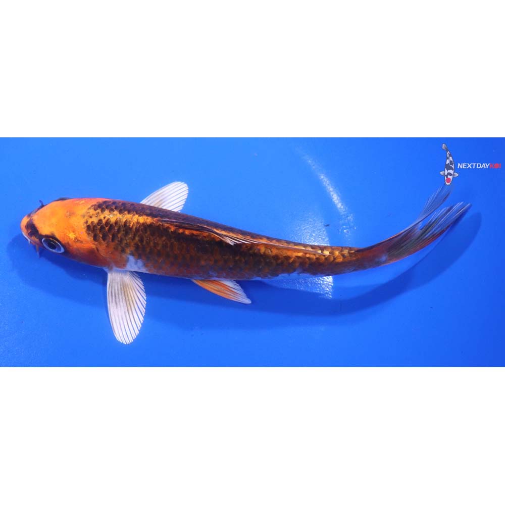6.5” Imported Kujaku