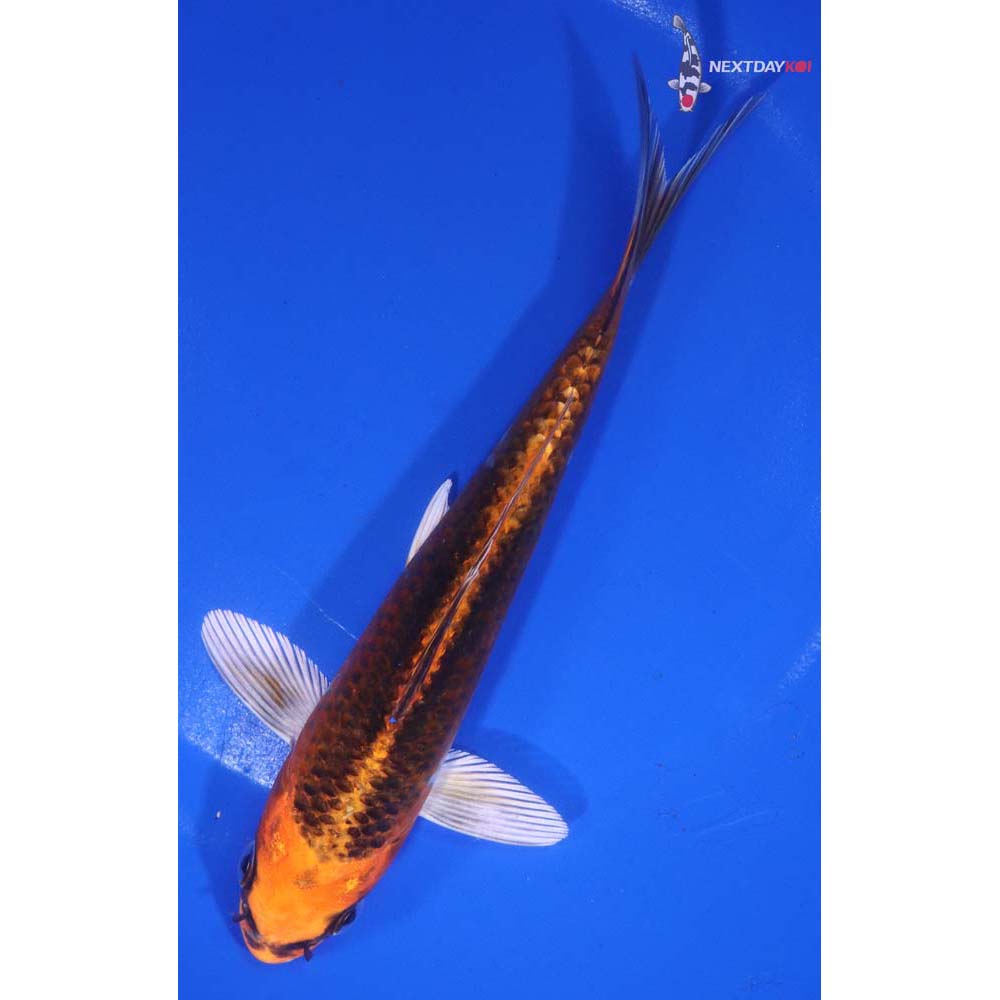 6.5” Imported Kujaku