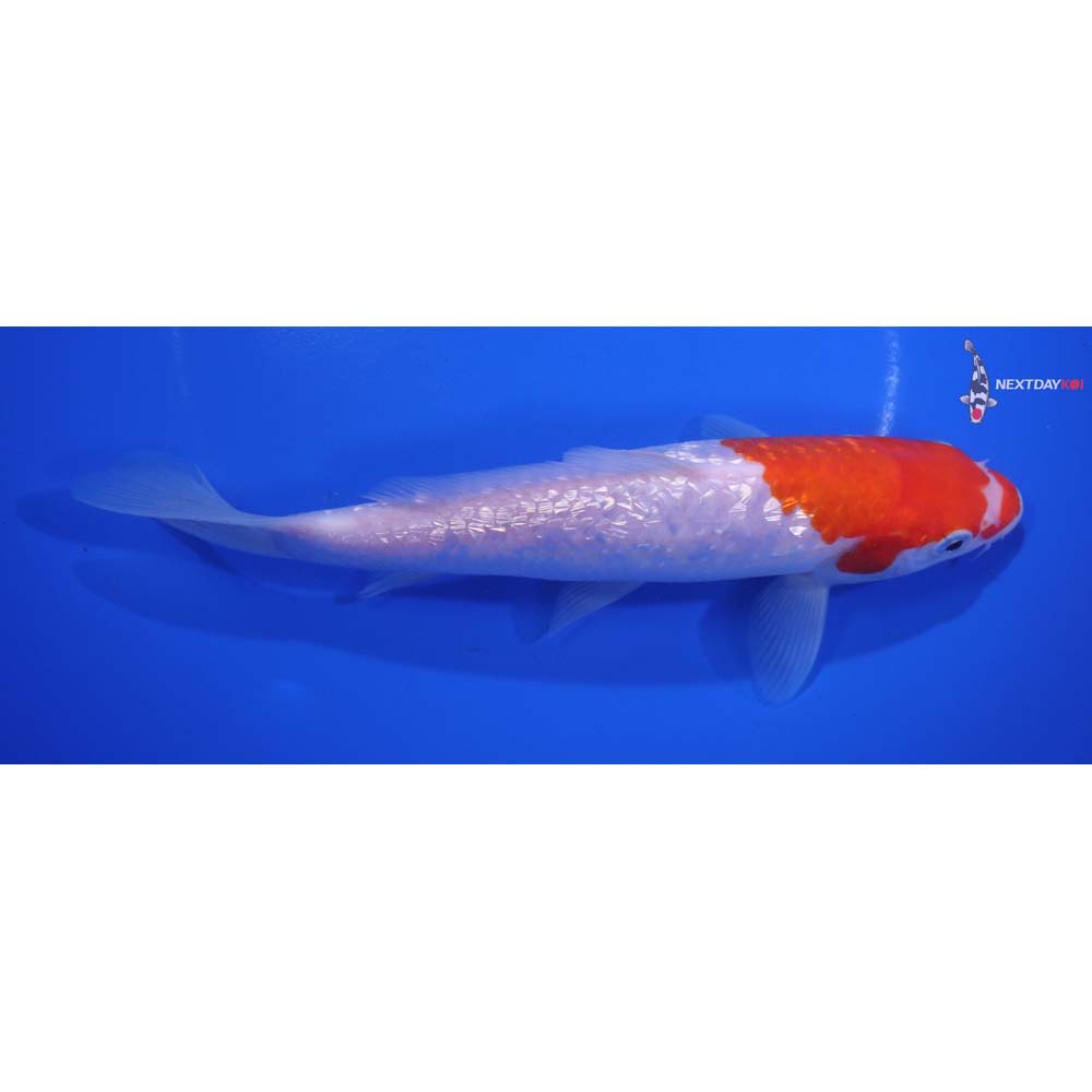 7” Imported Gin Rin Kohaku