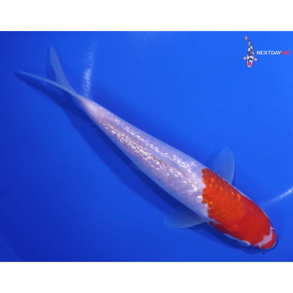 7” Imported Gin Rin Kohaku