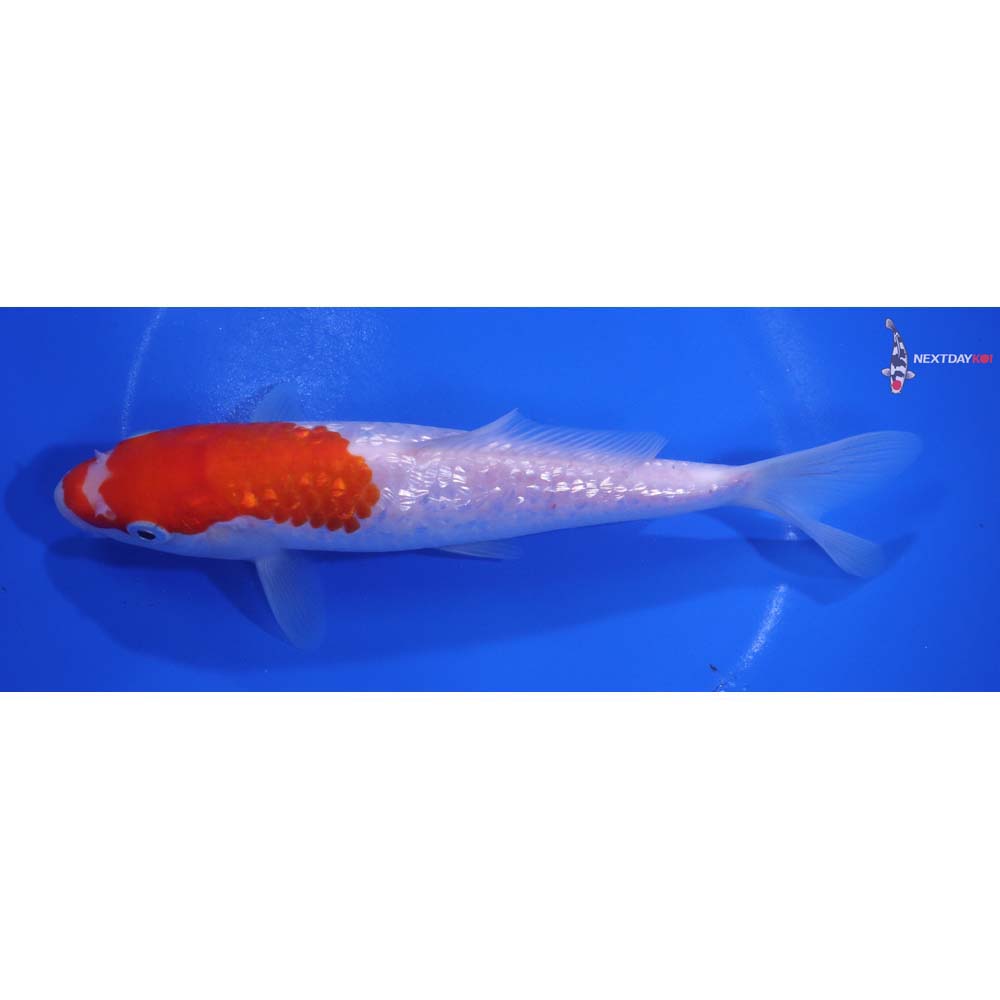 7” Imported Gin Rin Kohaku