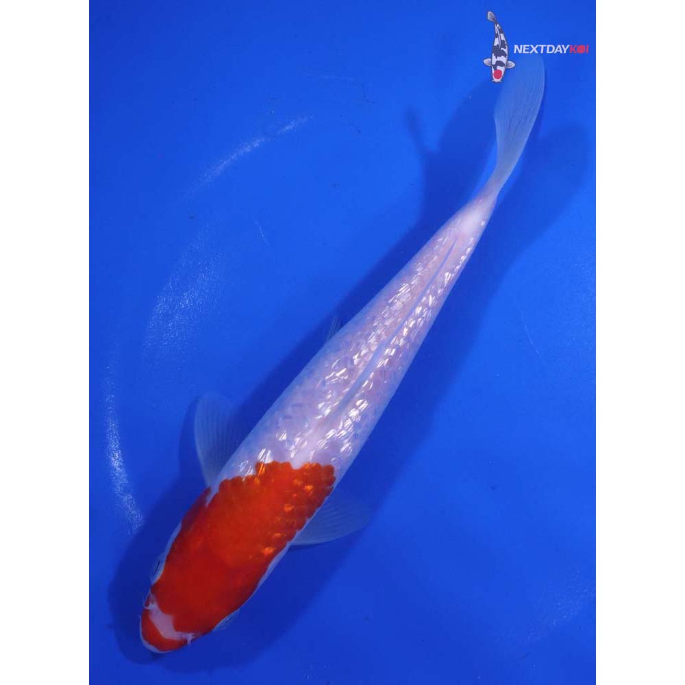 7” Imported Gin Rin Kohaku