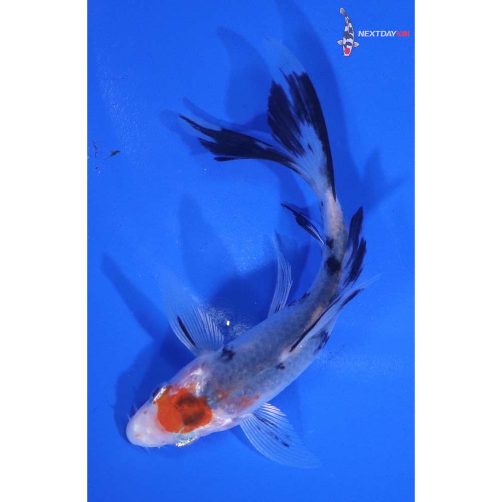 4.5” Imported Beni Matsukawabakke Butterfly Koi