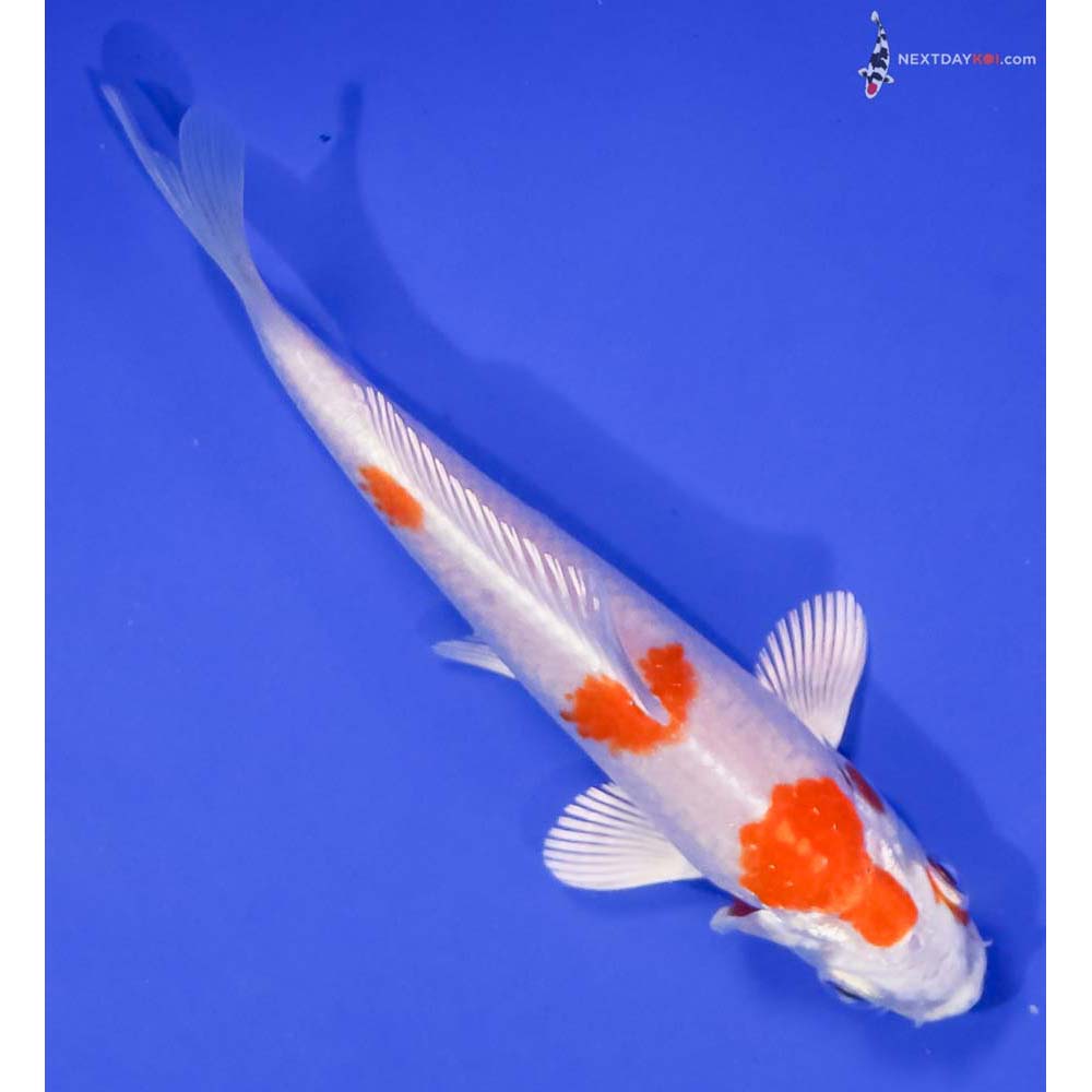 4.5” Imported Hariwake