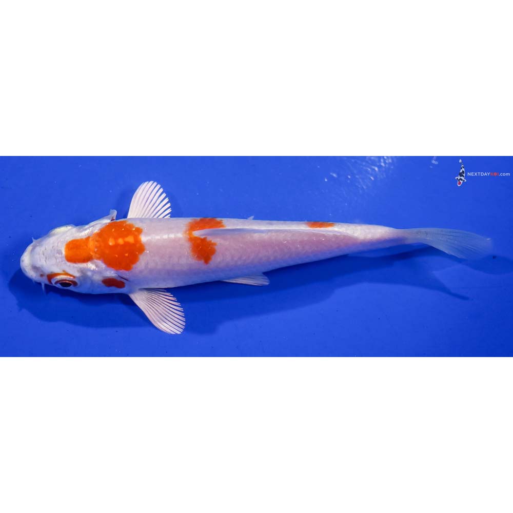 4.5” Imported Hariwake