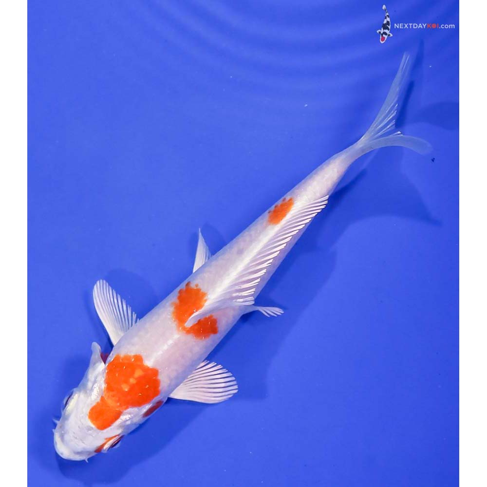 4.5” Imported Hariwake