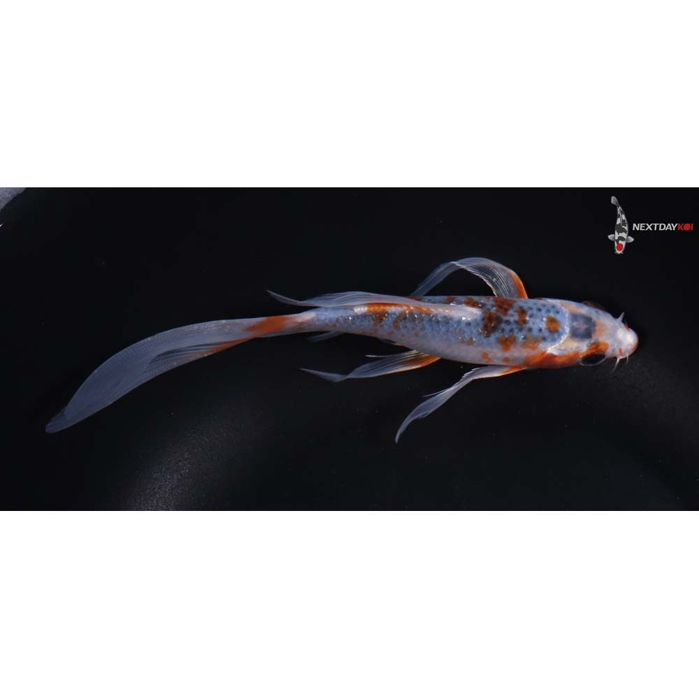 6” Imported Asagi Butterfly Koi