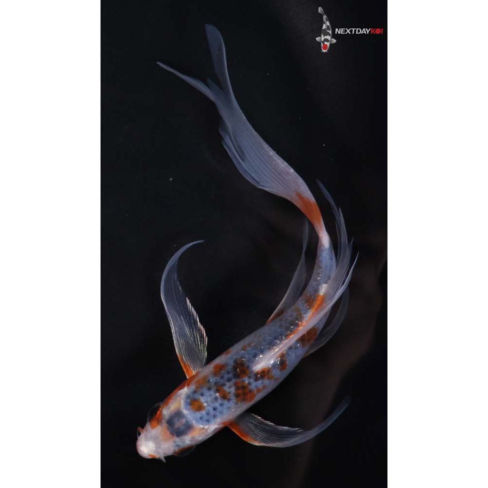 6” Imported Asagi Butterfly Koi