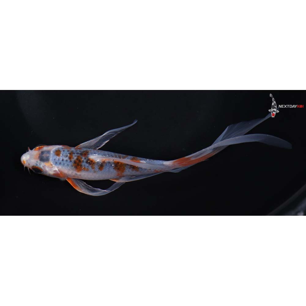 6” Imported Asagi Butterfly Koi