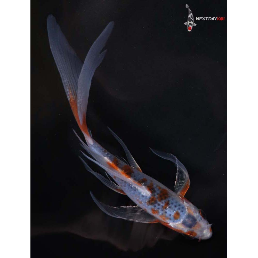 6” Imported Asagi Butterfly Koi