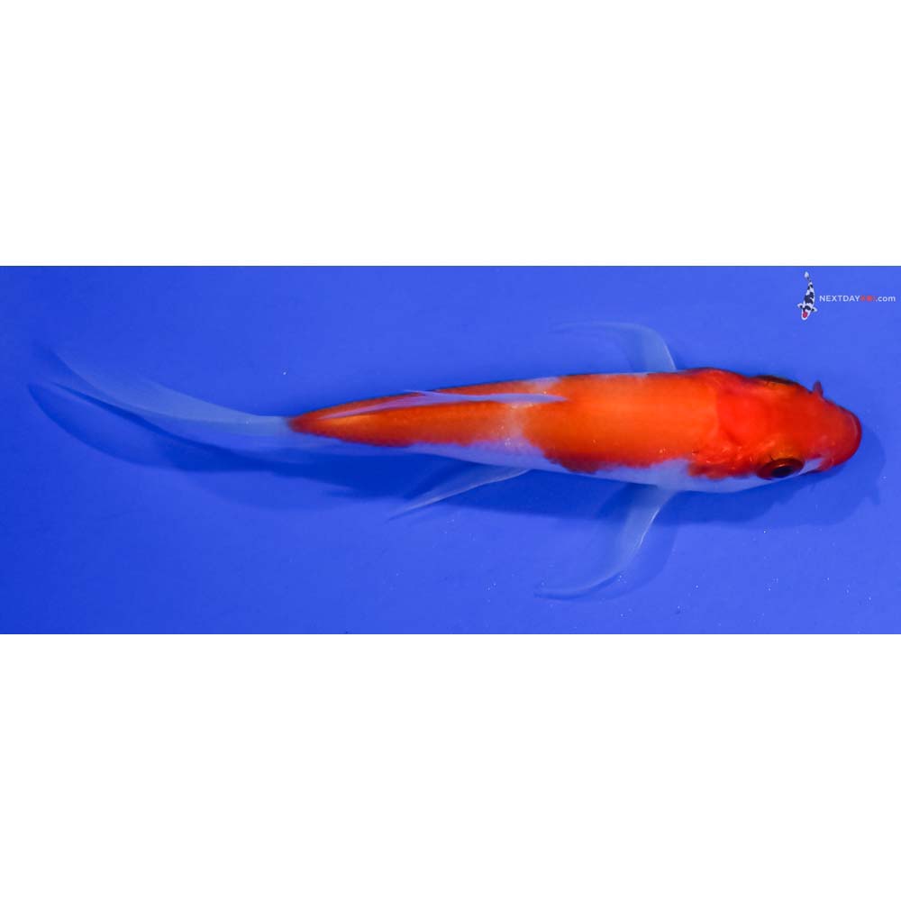 3.5” Imported Kohaku Butterfly Koi