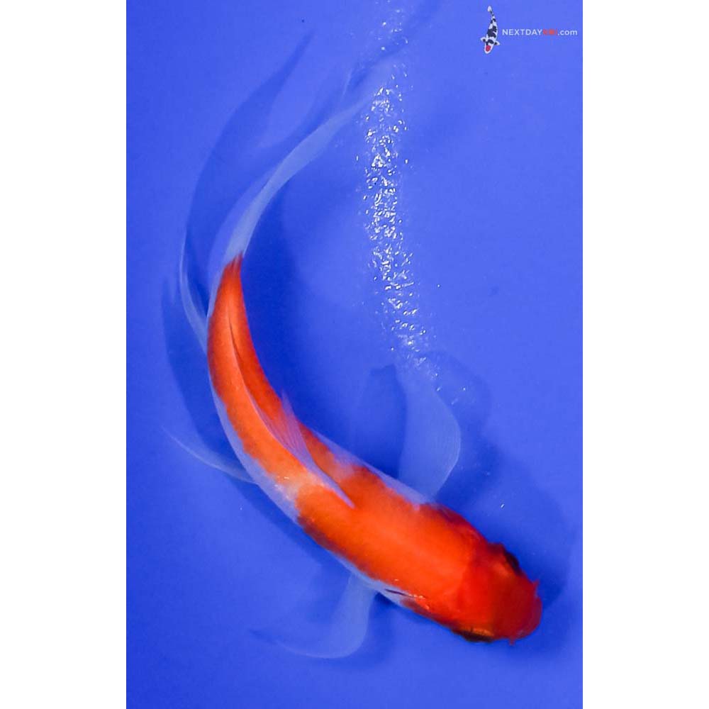 3.5” Imported Kohaku Butterfly Koi