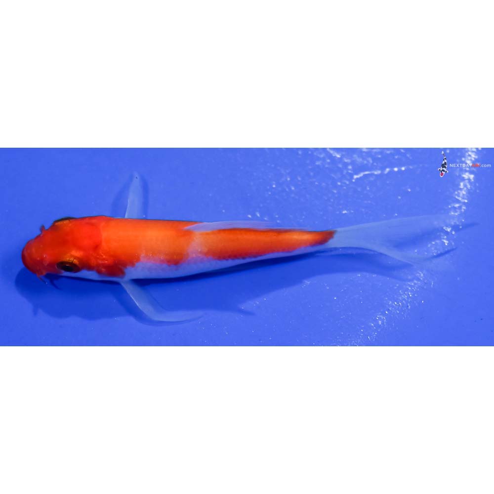 3.5” Imported Kohaku Butterfly Koi