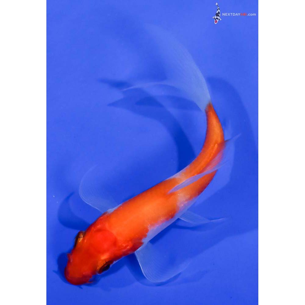 3.5” Imported Kohaku Butterfly Koi
