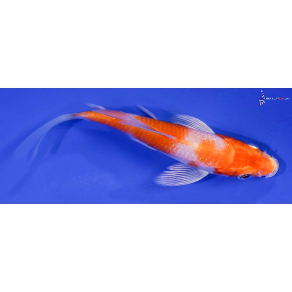 4” Imported Hariwake Butterfly Koi
