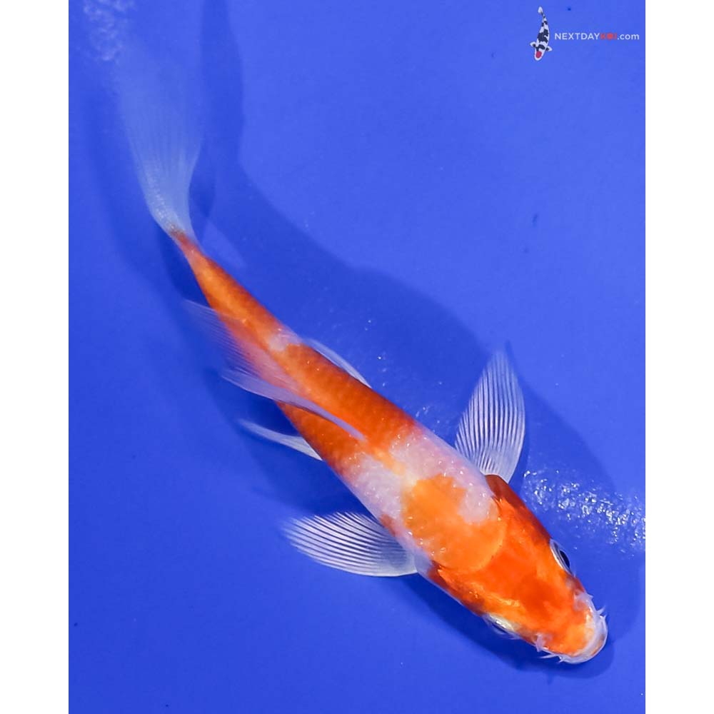 4” Imported Hariwake Butterfly Koi