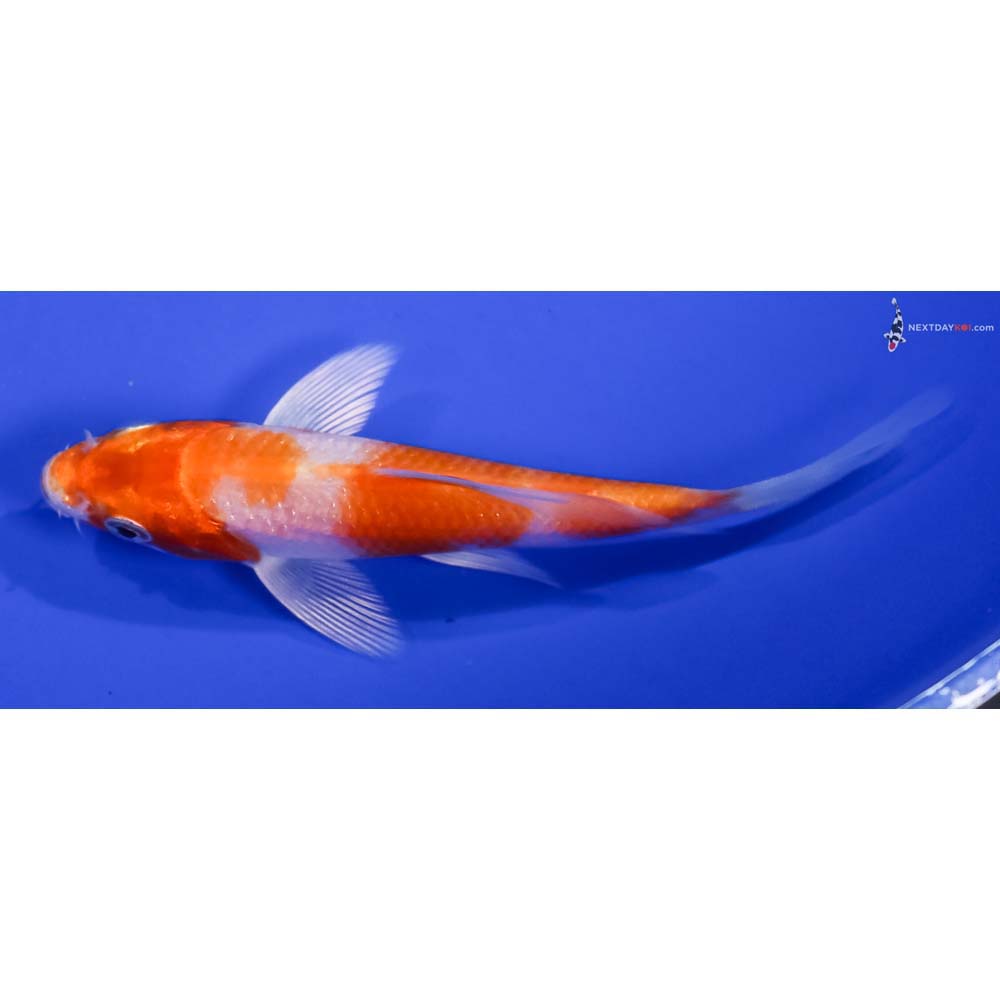 4” Imported Hariwake Butterfly Koi