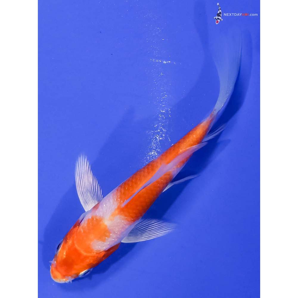 4” Imported Hariwake Butterfly Koi