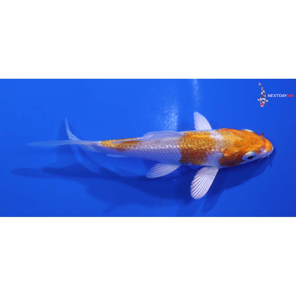 3.5” Imported Gin Rin Hariwake