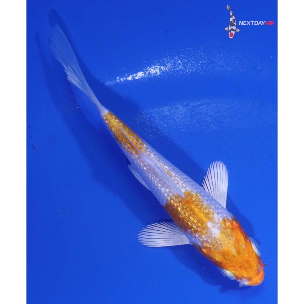 3.5” Imported Gin Rin Hariwake
