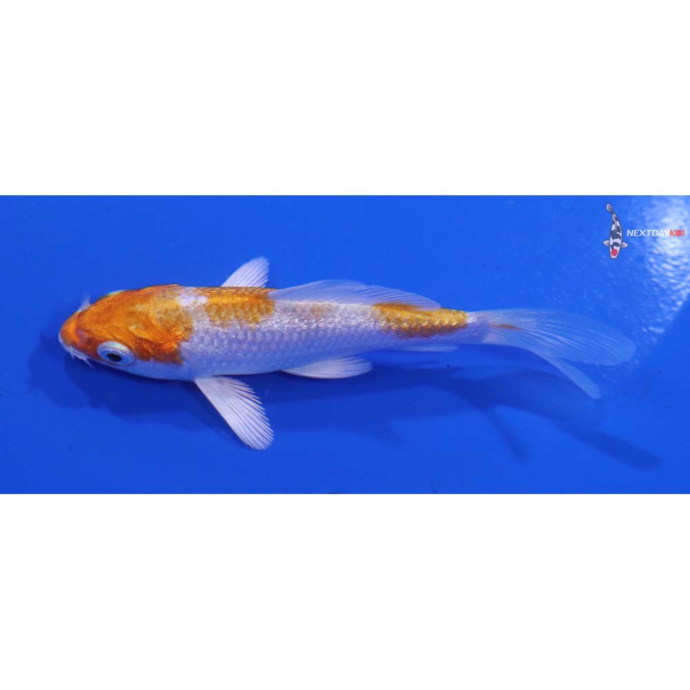 3.5” Imported Gin Rin Hariwake