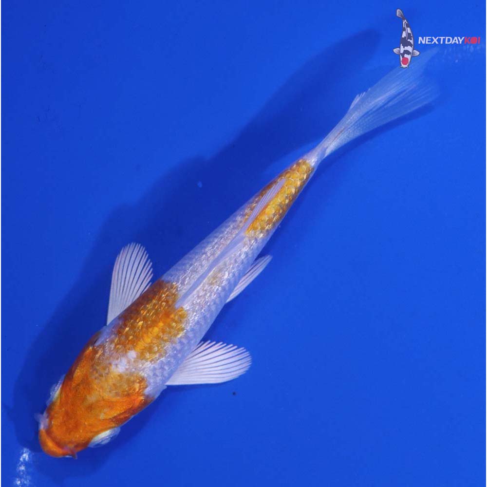 3.5” Imported Gin Rin Hariwake