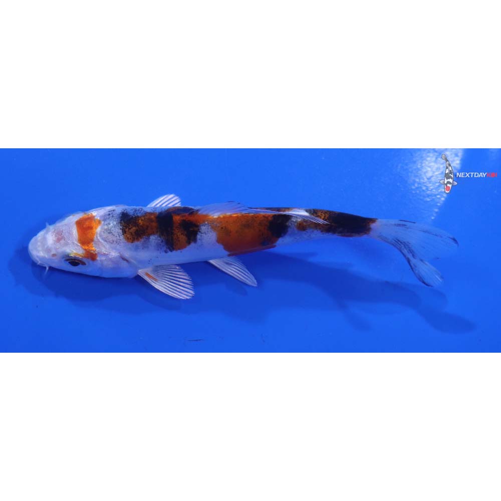 4” Imported Heisei Nishiki