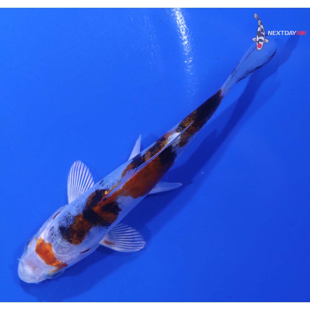 4” Imported Heisei Nishiki