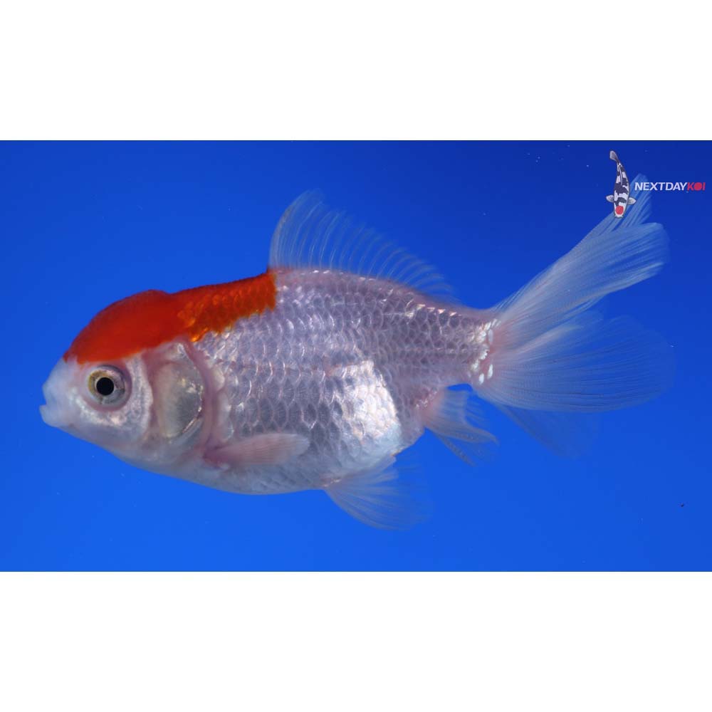 3.5” Imported Red and White Oranda
