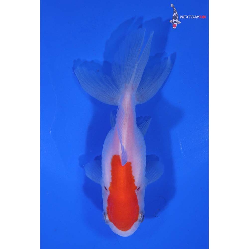 3.5” Imported Red and White Oranda
