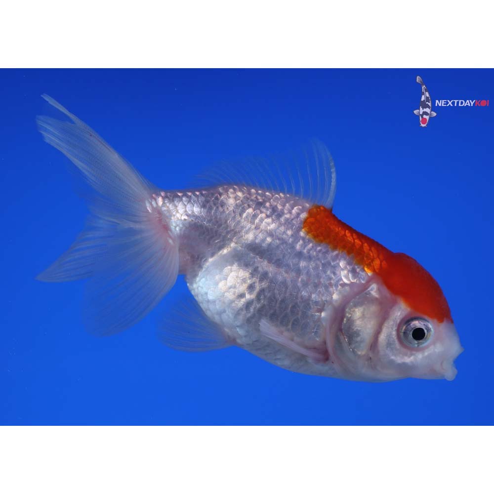 3.5” Imported Red and White Oranda