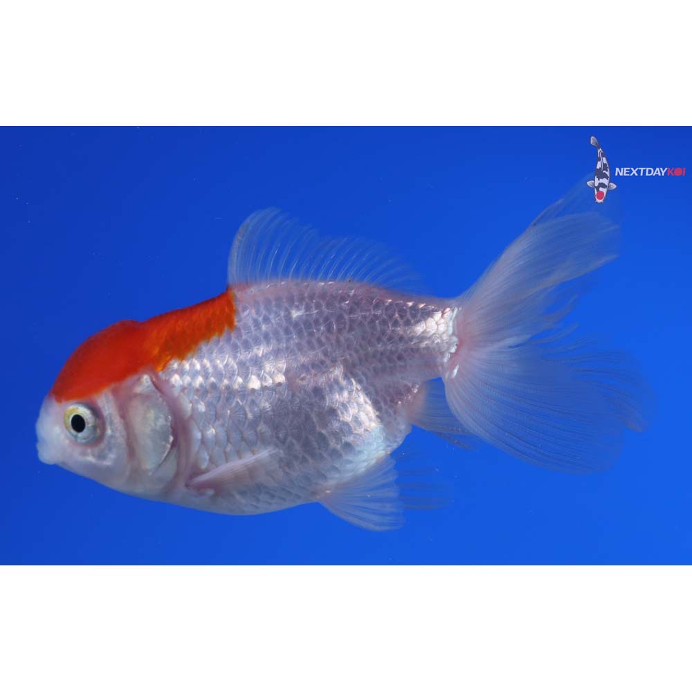 3.5” Imported Red and White Oranda