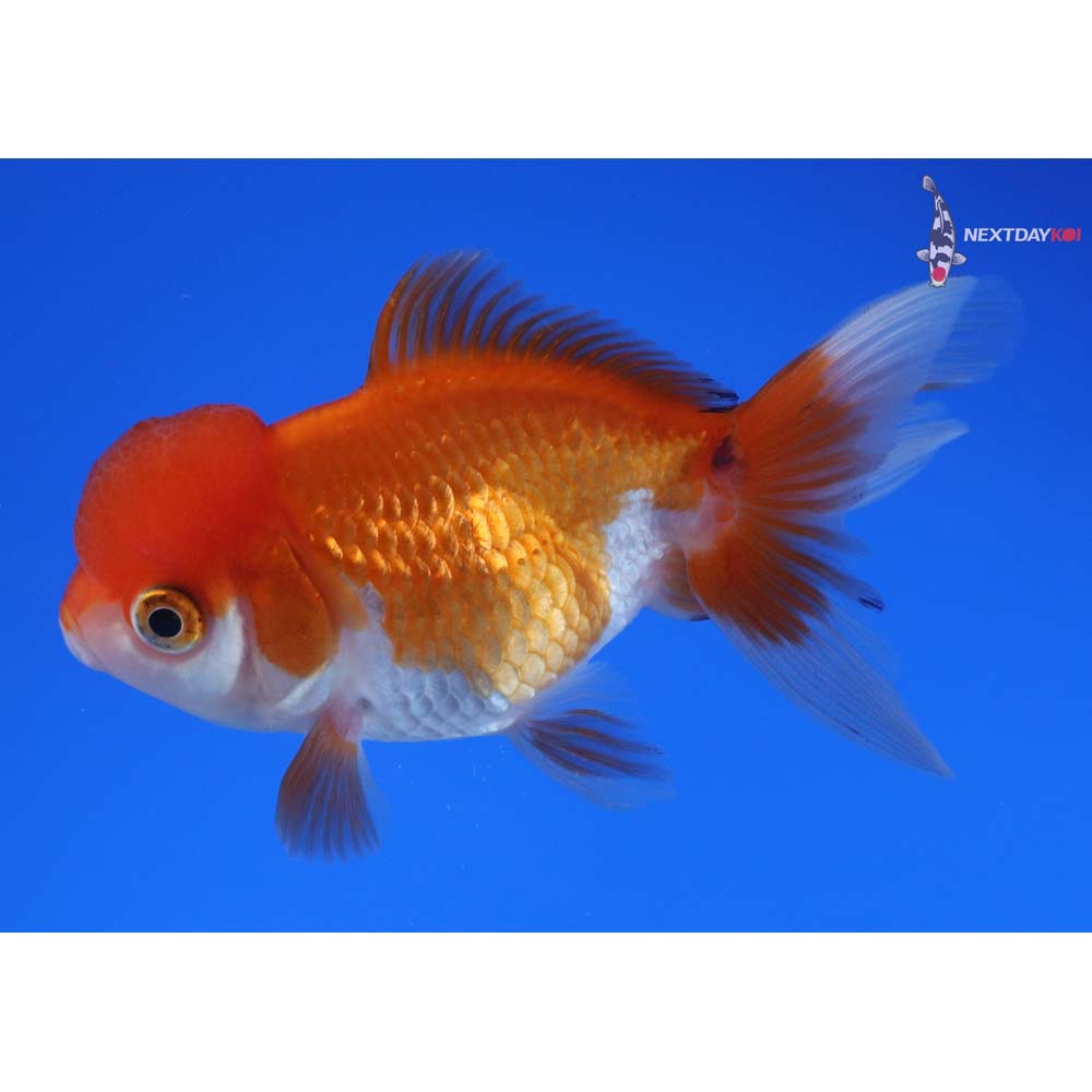3.5” Imported Red and White Oranda